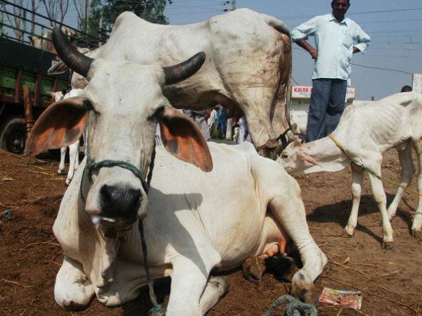 Holy cow! JAU scientists find gold in Gir cow urine – Times of India