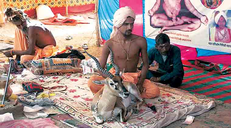 How can I desert blackbuck, neither of us will survive: Naga sadhu’s plea | The Indian Express