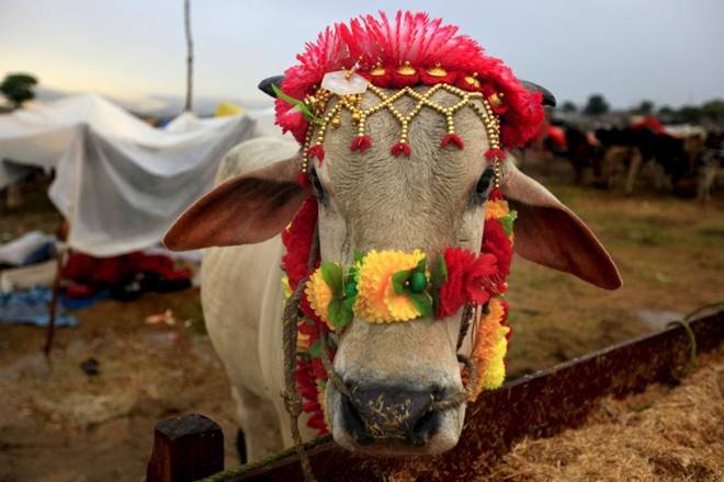 Gujarat Gauseva board proofs Jesus Christ and Prophet Muhammad were against cow killing; cites ‘authentic quotes’