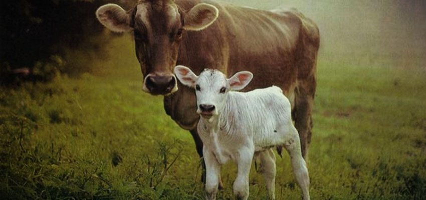 Beef, Cow, Cow killing, Scientific reason, why vegetarian, 10 scientific reason,