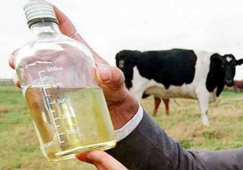 IIT-Delhi gets 50 proposals to study cow milk benefits: Centre | Times Now